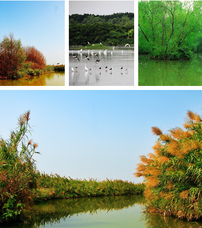 Nansha-Wetlands-Park